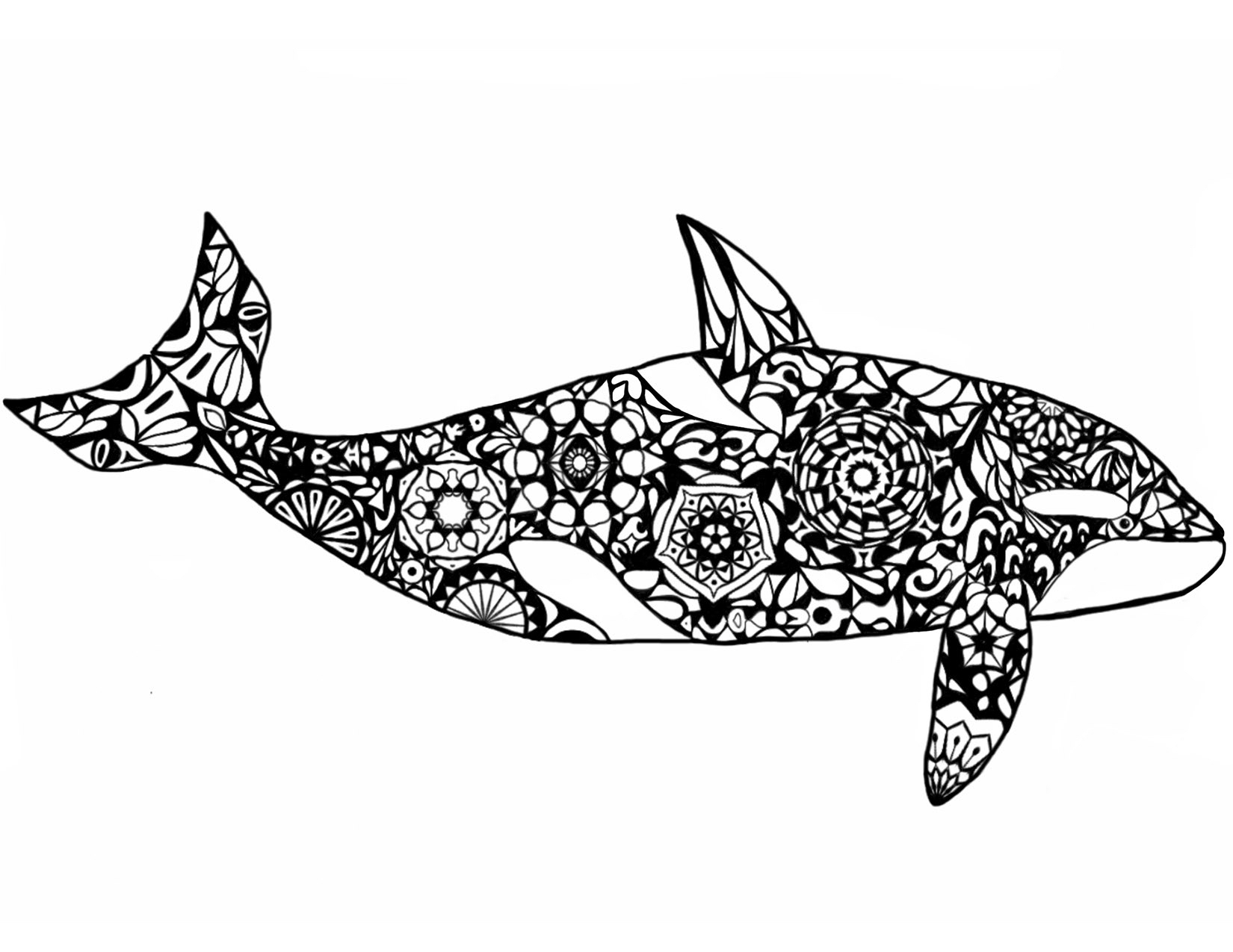 Get Realistic Orca Whale Coloring Page Gif - Image Analysis Example